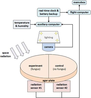 Cultivation of the Dematiaceous Fungus Cladosporium sphaerospermum Aboard the International <mark class="highlighted">Space Station</mark> and Effects of Ionizing Radiation